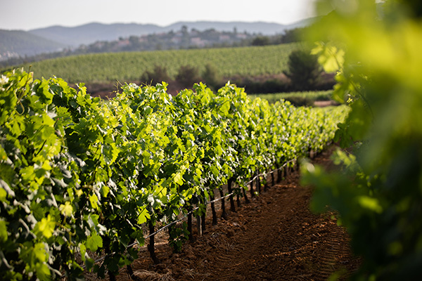 Vignes Figuière