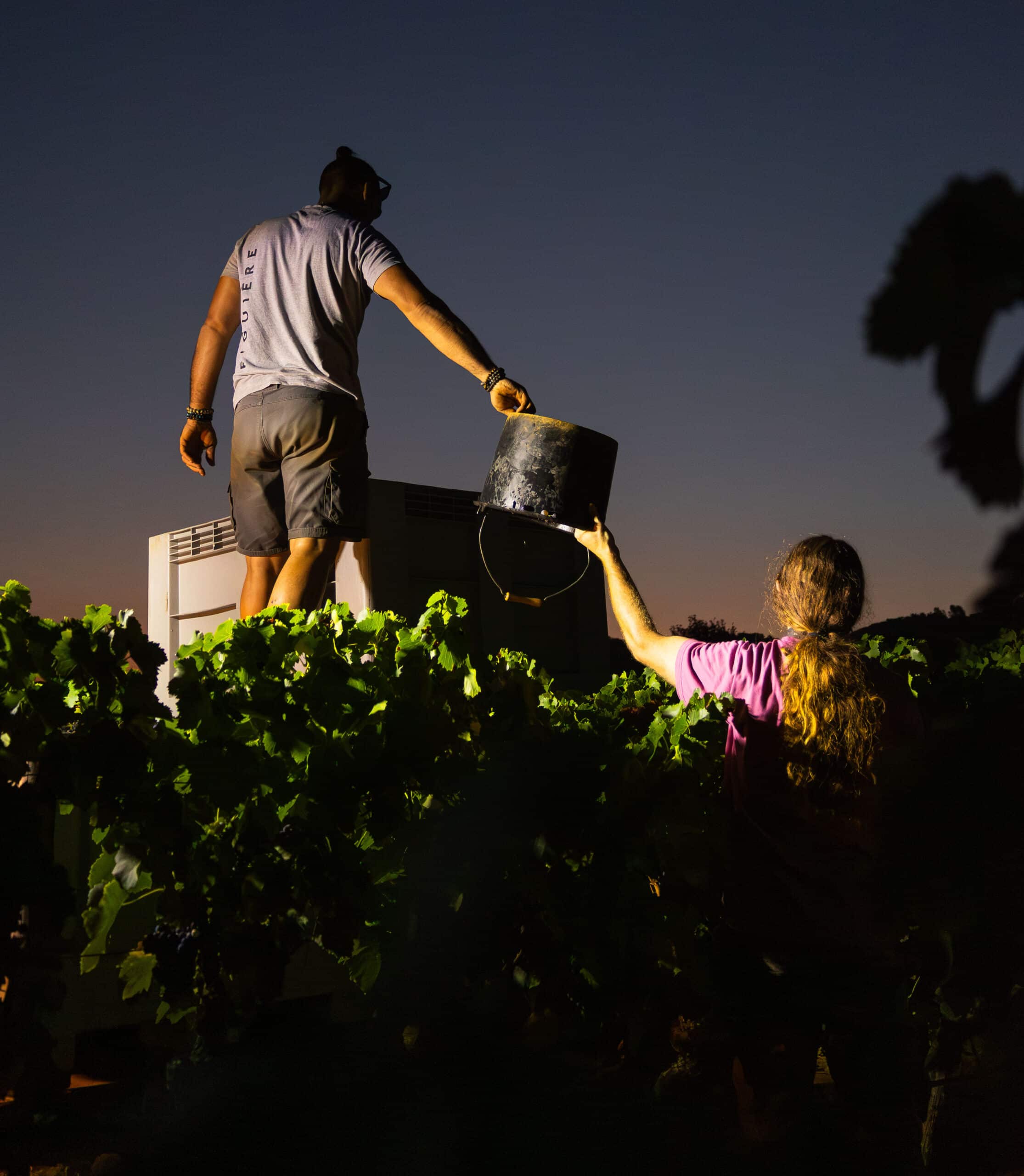 Vendanges 2024